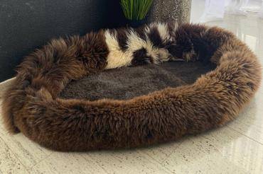 Pet bed (pattern 6)