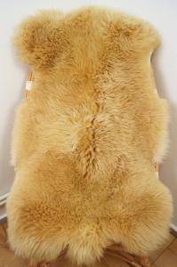 Meliert  Toffee - Coburg Fox Sheep (2)